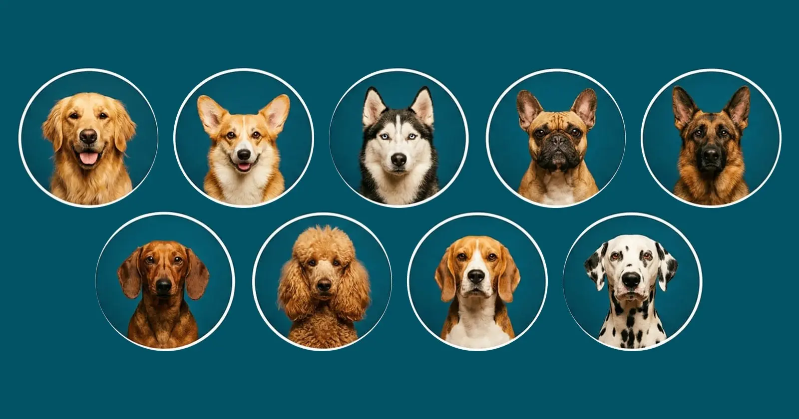 Breed Selector Guide