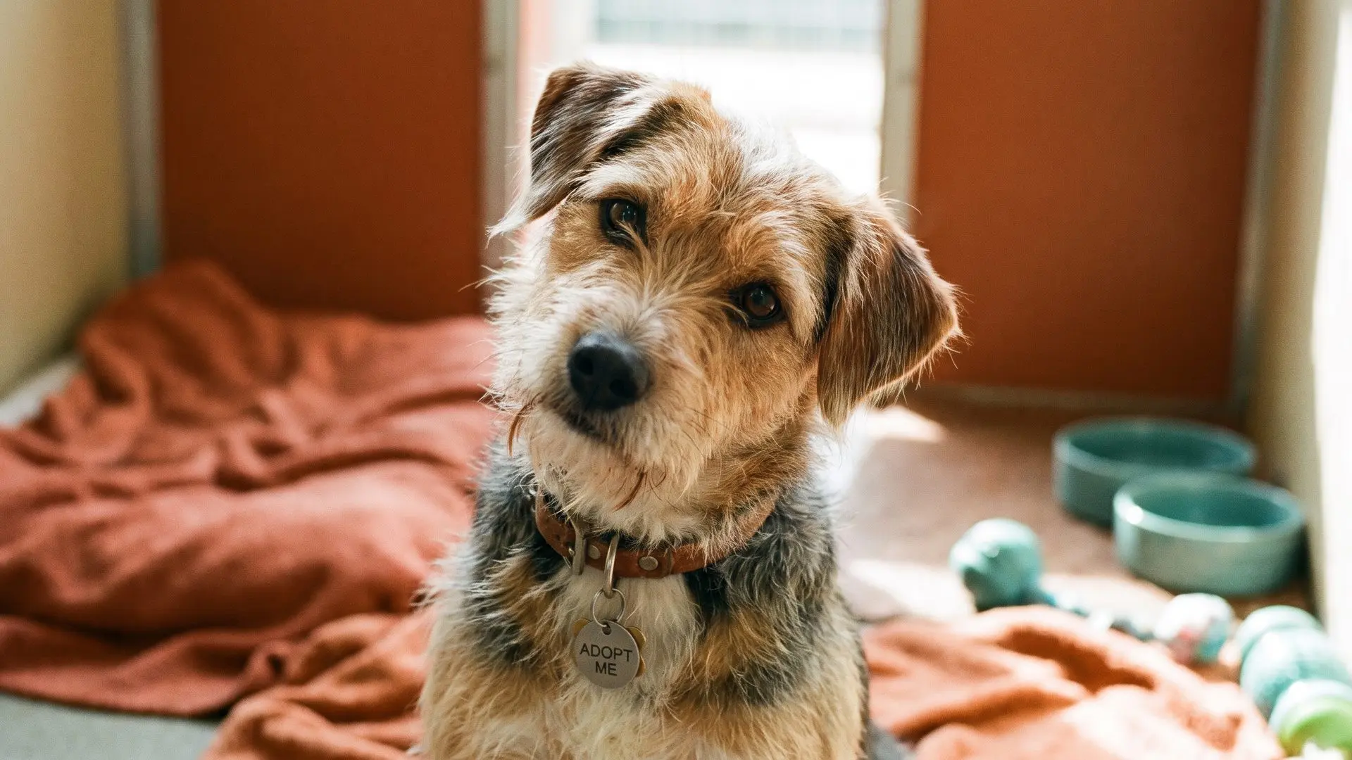 Dog Breed Identifier Quiz