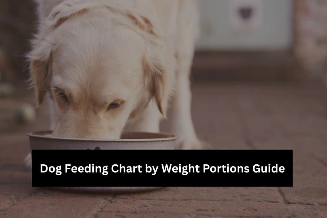 Dog Feeding Chart KG Guide Daily Portion Plan Dog Feeding Chart KG Guide Daily Portion Plan