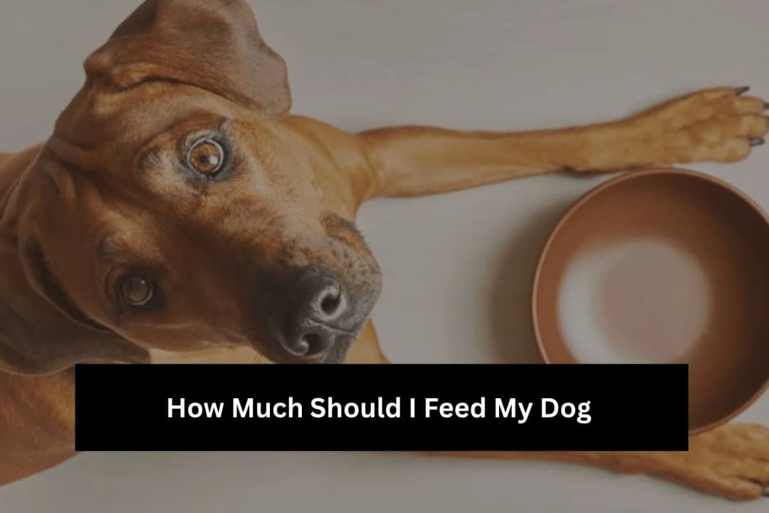 How Much Should I Feed My Dog? Food Calculator Guide How Much Should I Feed My Dog? Food Calculator Guide