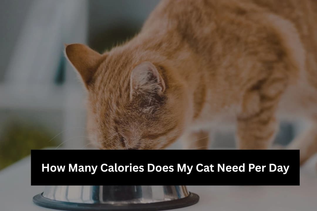 Cat Calories Per Day Guide – Daily Intake Chart Cat Calories Per Day Guide – Daily Intake Chart