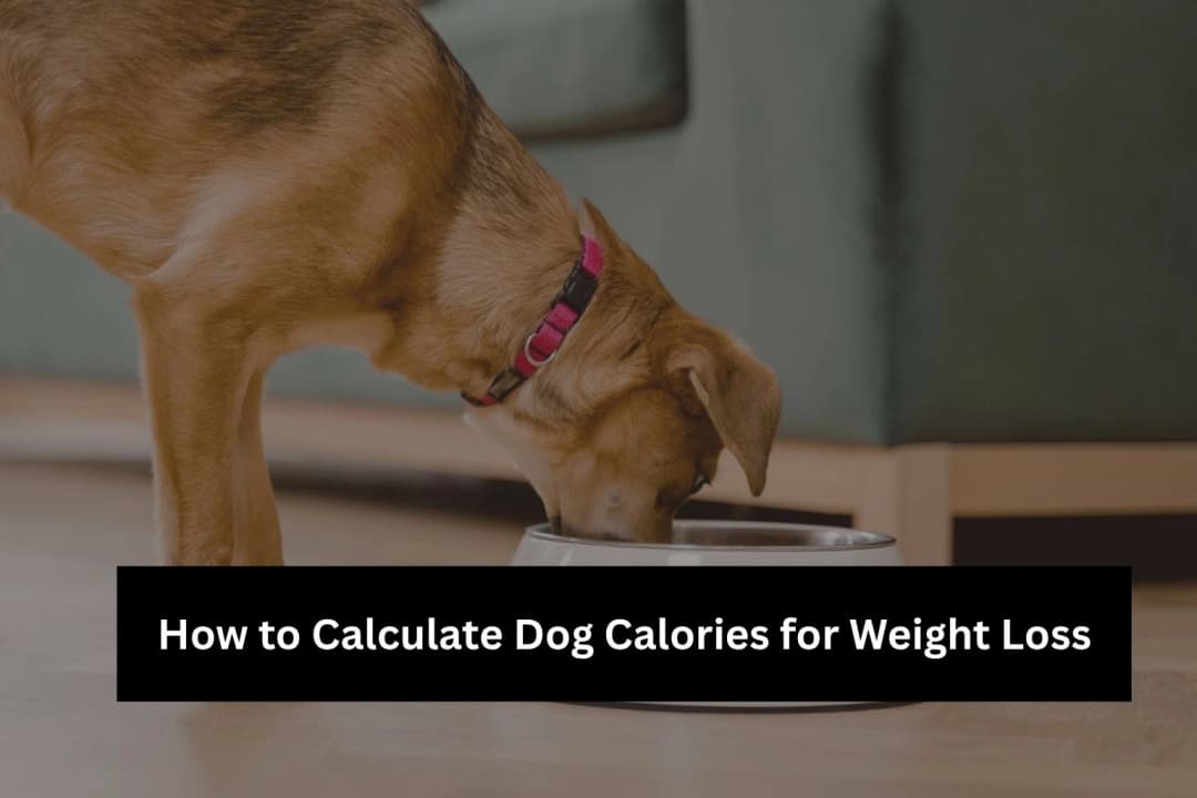 Dog Weight Loss Plan – Calorie Guide for Fat Loss Dog Weight Loss Plan – Calorie Guide for Fat Loss