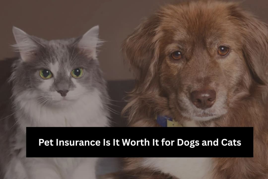 Pet Insurance Worth It? Dog and Cat Cost Guide Pet Insurance Worth It? Dog and Cat Cost Guide