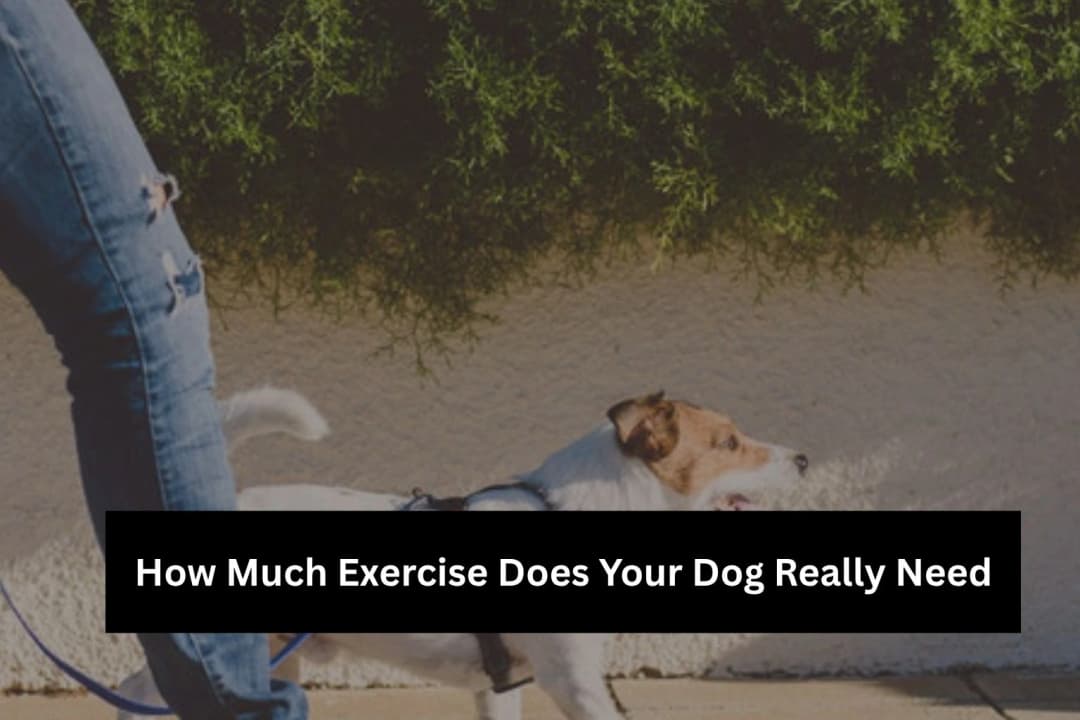 Dog Exercise Needs – Daily Activity Guide 2026 Dog Exercise Needs – Daily Activity Guide 2026