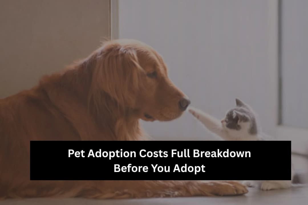 Pet Adoption Costs – Dog and Cat Budget Guide 2026 Pet Adoption Costs – Dog and Cat Budget Guide 2026