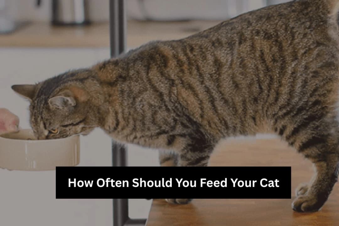 How Often to Feed a Cat – Daily Schedule Guide How Often to Feed a Cat – Daily Schedule Guide