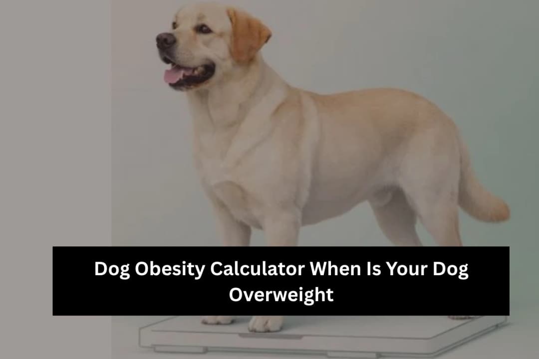 Dog Obesity Calculator – Check Ideal Weight Guide Dog Obesity Calculator – Check Ideal Weight Guide