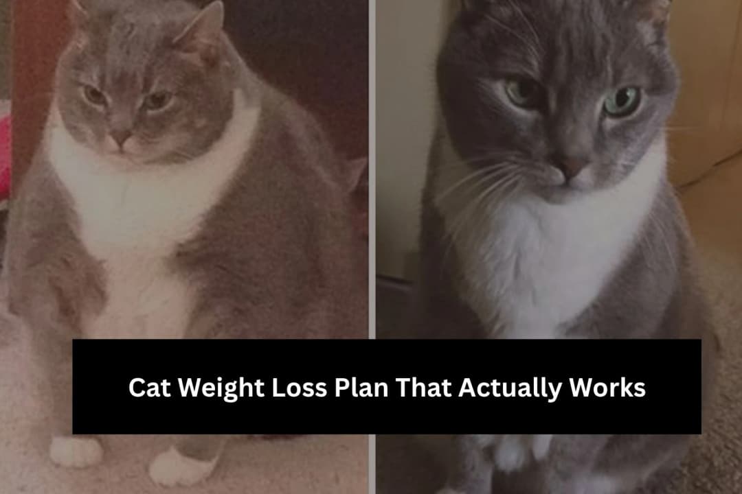Cat Weight Loss Plan – Safe Diet and Slimming Guide Cat Weight Loss Plan – Safe Diet and Slimming Guide