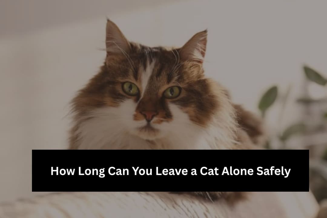 How Long Can Cats Be Left Alone? Safe Time Guide How Long Can Cats Be Left Alone? Safe Time Guide