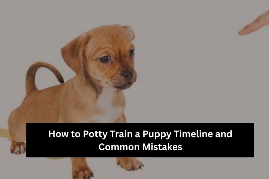 How to Potty Train a Puppy Timeline and Mistakes How to Potty Train a Puppy Timeline and Mistakes