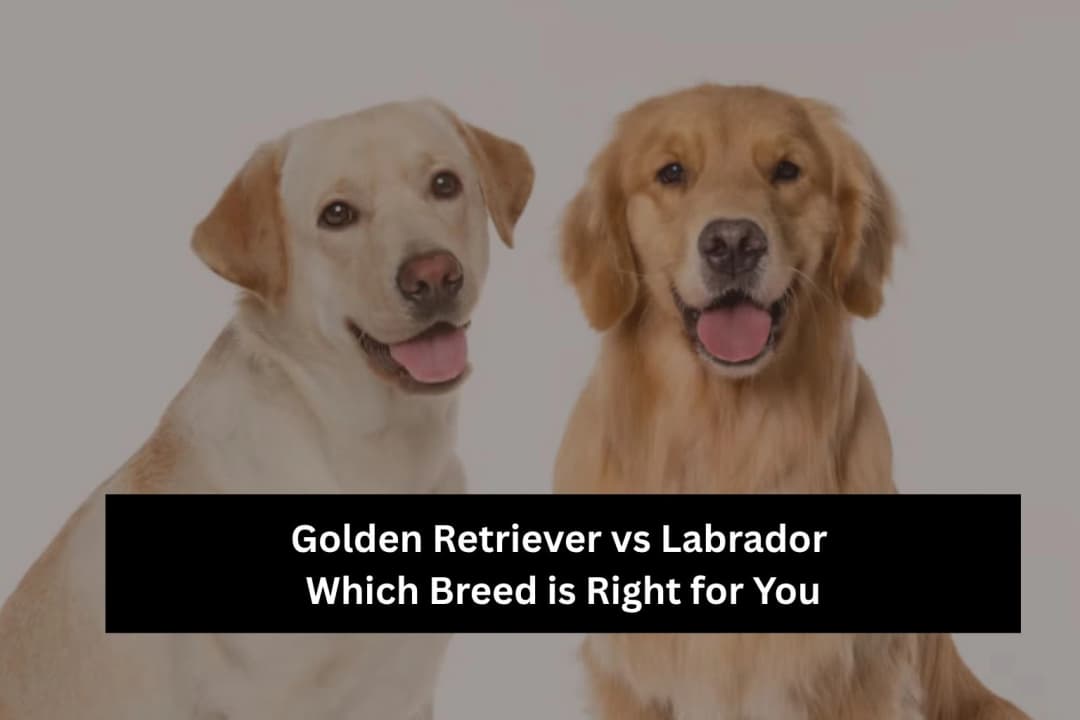 Golden Retriever vs Labrador Which Is Right? Golden Retriever vs Labrador Which Is Right?