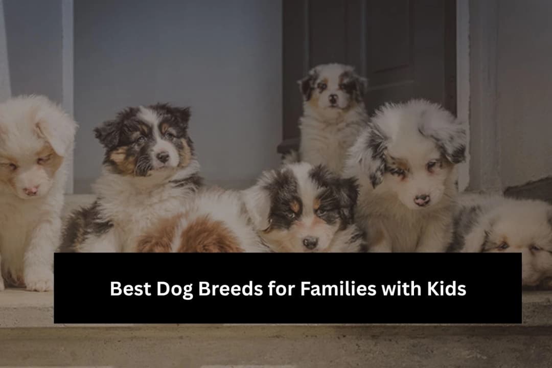 Best Dog Breeds for Families with Kids Best Dog Breeds for Families with Kids