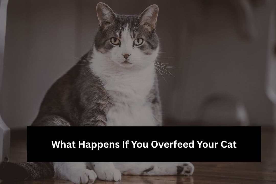 What Happens If You Overfeed Your Cat? What Happens If You Overfeed Your Cat?