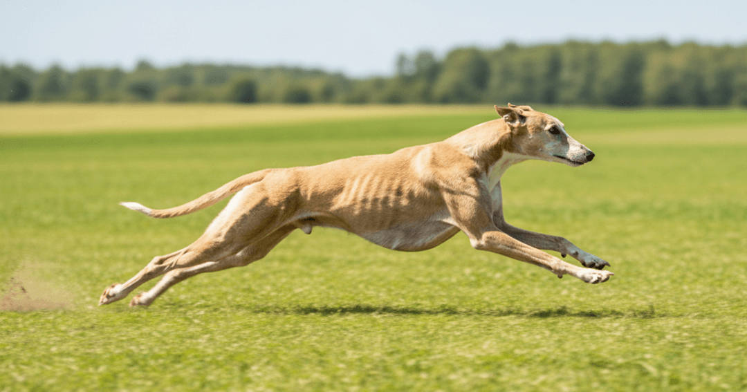 Fastest Dog Breed: Top 10 Speedsters Ranked Fastest Dog Breed: Top 10 Speedsters Ranked