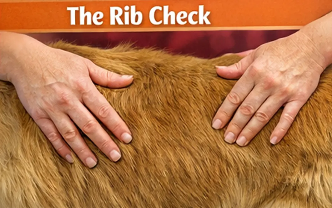 Dog Rib Check